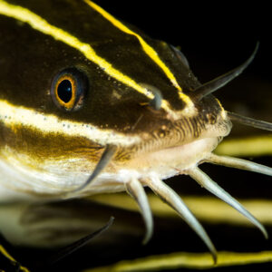 Striped eel catfish head close-up with barbels spread, Puerto Galera, Mindoro, Philippines