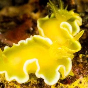 Deux nudibranches jaune vif à bord blanc ondulé côte à côte, Puerto Galera, Mindoro, Philippines