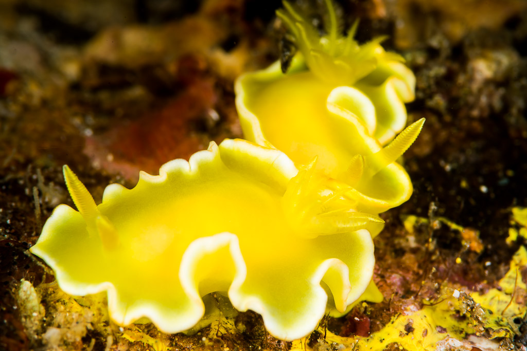 Two bright yellow nudibranchs with frilled white edges side by side, Puerto Galera, Mindoro, Philippines