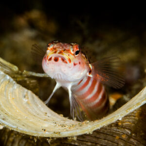 Gobie à crevette à bandes rouges face à l’objectif dans une coquille, Puerto Galera, Mindoro, Philippines