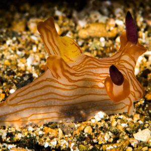 Nudibranche ligné d’orange aux rhinophores sombres sur du gravier, Puerto Galera, Mindoro, Philippines