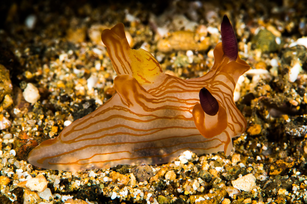 Orange-lined nudibranch with dark rhinophores on gravel, Puerto Galera, Mindoro, Philippines