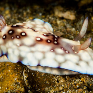 White nudibranch with maroon spots and blue rim on sand, Puerto Galera, Mindoro, Philippines