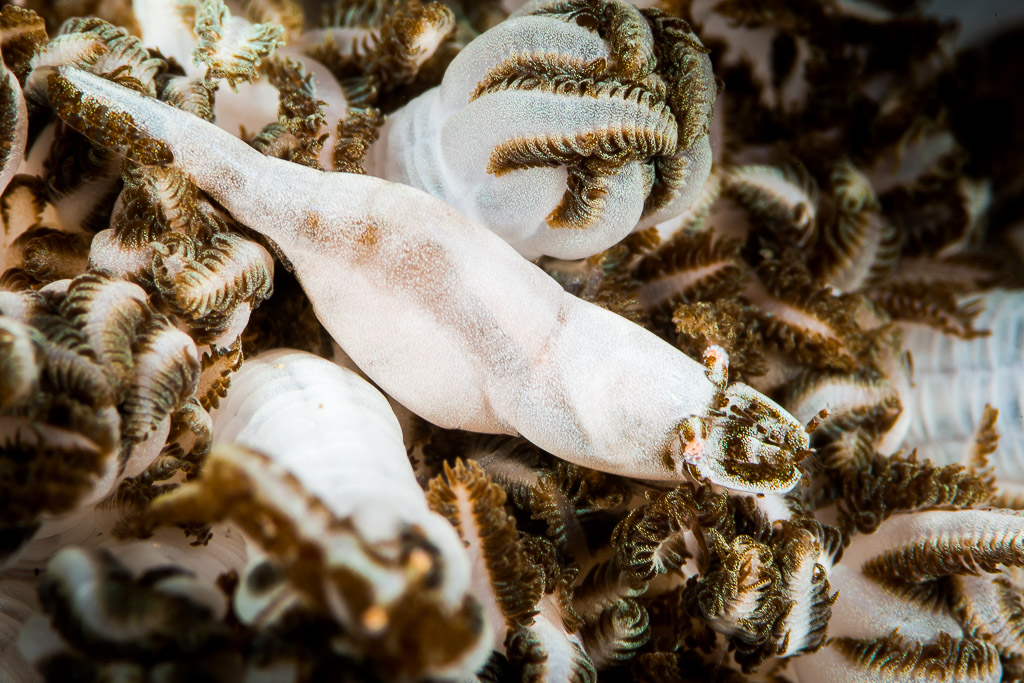 White Xenia shrimp lying diagonally across soft coral polyps, Puerto Galera, Mindoro, Philippines