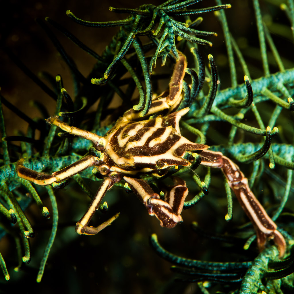 Striped crinoid crab clinging to green feather star arms, Puerto Galera, Mindoro, Philippines