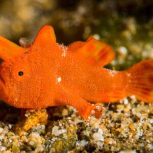 Jeune poisson-crapaud orange marchant sur le sable, de profil, Puerto Galera, Mindoro, Philippines