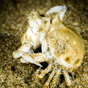 Two purse crabs clasped together on sand, front view, Puerto Galera, Mindoro, Philippines