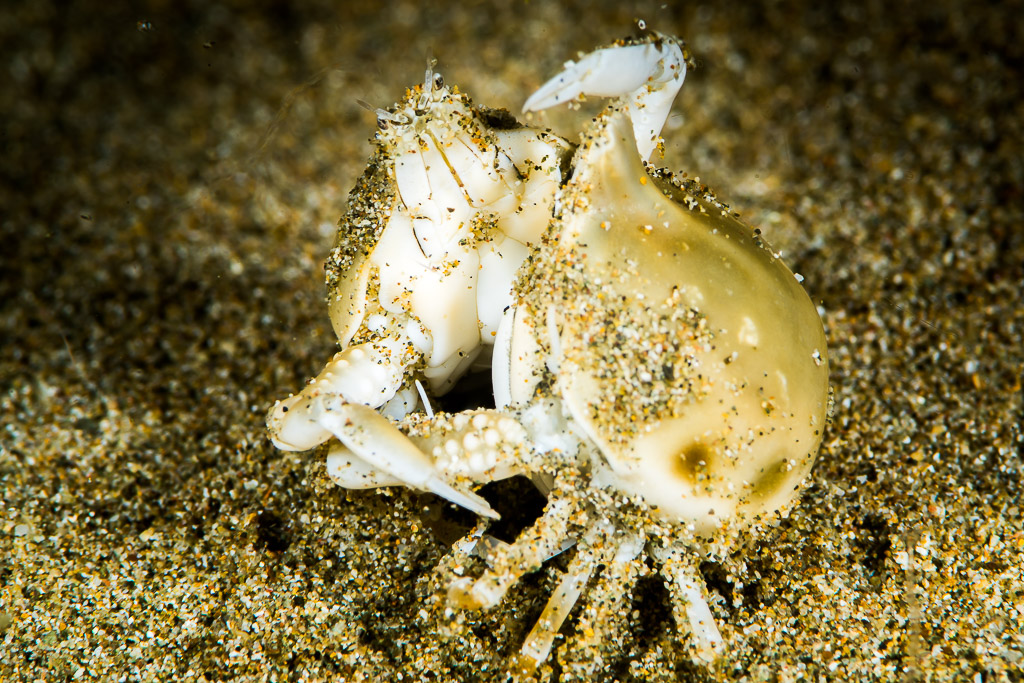 Two purse crabs clasped together on sand, front view, Puerto Galera, Mindoro, Philippines