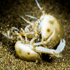 Two purse crabs locked together with claws raised on sand, Puerto Galera, Mindoro, Philippines