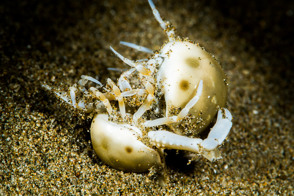 Deux crabes-bourses enlacés pinces levées sur le sable, Puerto Galera, Mindoro, Philippines