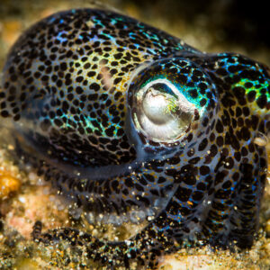 Berry's bobtail squid on sand, eye and green iridescence close-up, Puerto Galera, Mindoro, Philippines