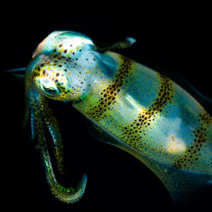 Banded squid on black with arms curled downward, Puerto Galera, Mindoro, Philippines