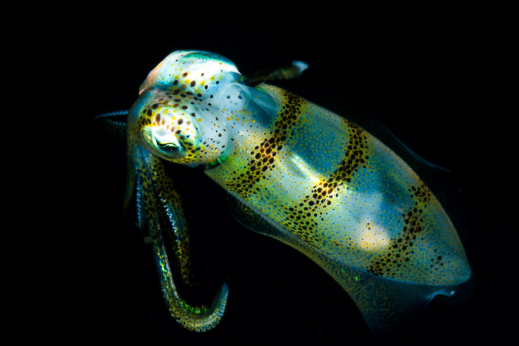 Banded squid on black with arms curled downward, Puerto Galera, Mindoro, Philippines
