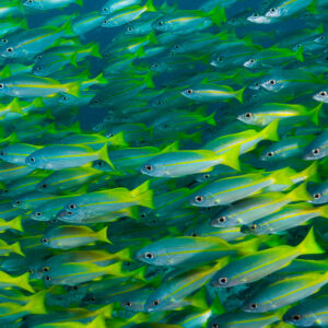 Dense school of yellow-striped snappers swimming left, Puerto Galera, Mindoro, Philippines