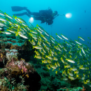 Diver with torch above a school of snappers over the reef, Puerto Galera, Mindoro, Philippines