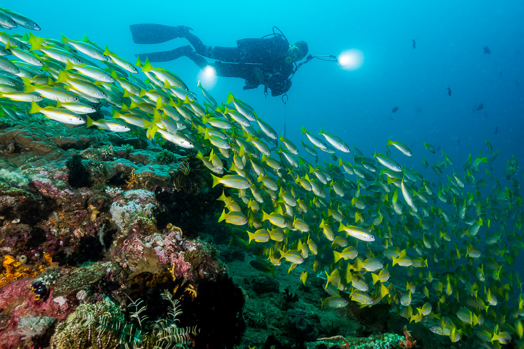 Diver with torch above a school of snappers over the reef, Puerto Galera, Mindoro, Philippines