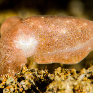 Jeune seiche pâle posée sur des débris, Puerto Galera, Mindoro, Philippines