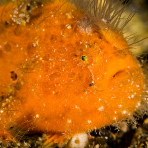 Gros plan sur la tête d’un jeune poisson-crapaud strié orange poilu, Puerto Galera, Mindoro, Philippines