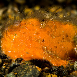 Jeune poisson-crapaud strié orange poilu de profil sur sable noir, Puerto Galera, Mindoro, Philippines