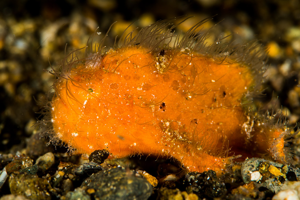 Jeune poisson-crapaud strié orange poilu de profil sur sable noir, Puerto Galera, Mindoro, Philippines