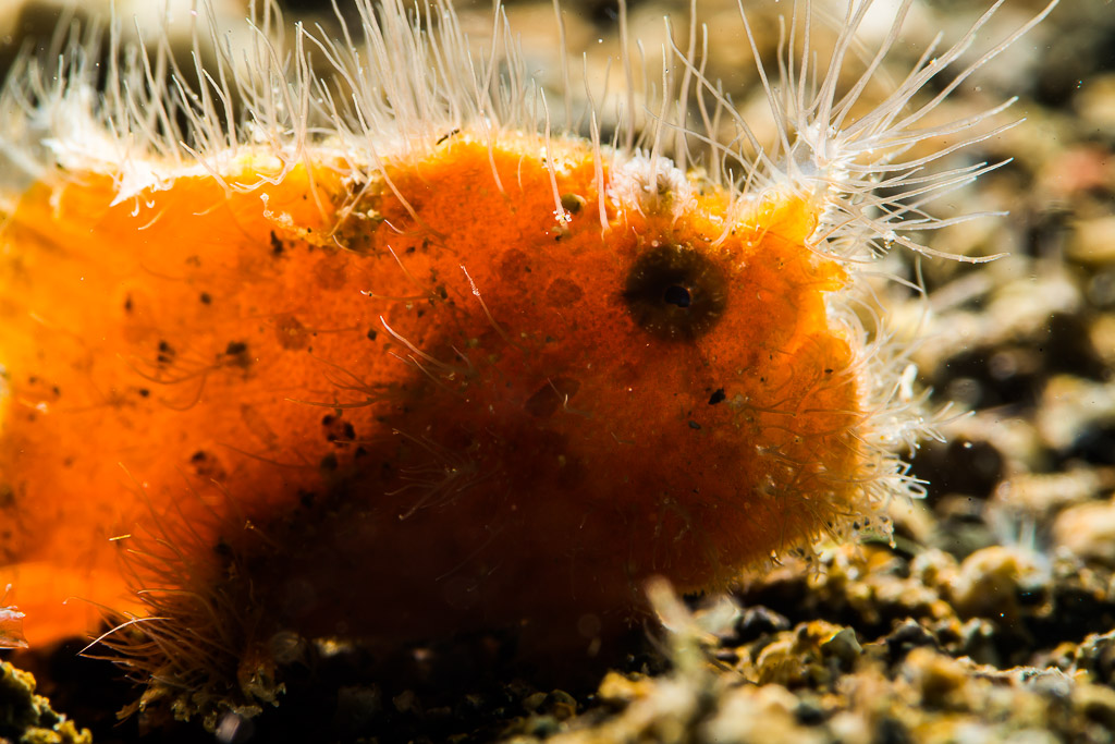 Juvenile hairy frogfish back with dark spot and backlit hairs, Puerto Galera, Mindoro, Philippines