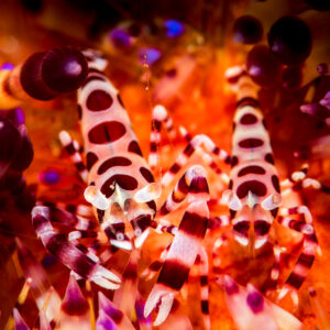 Couple de crevettes de Coleman face à l’objectif sur un oursin de feu, Puerto Galera, Mindoro, Philippines