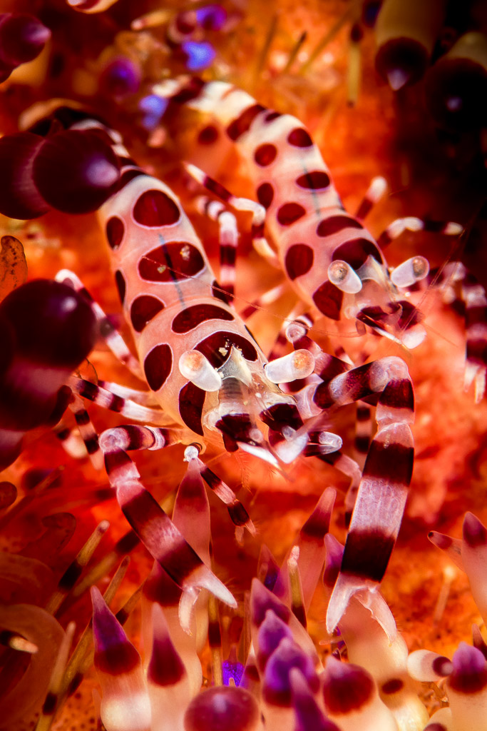 Pair of Coleman shrimps among fire urchin spines, vertical, Puerto Galera, Mindoro, Philippines