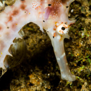 Gros plan vertical sur un hippocampe épineux rose pâle, Puerto Galera, Mindoro, Philippines
