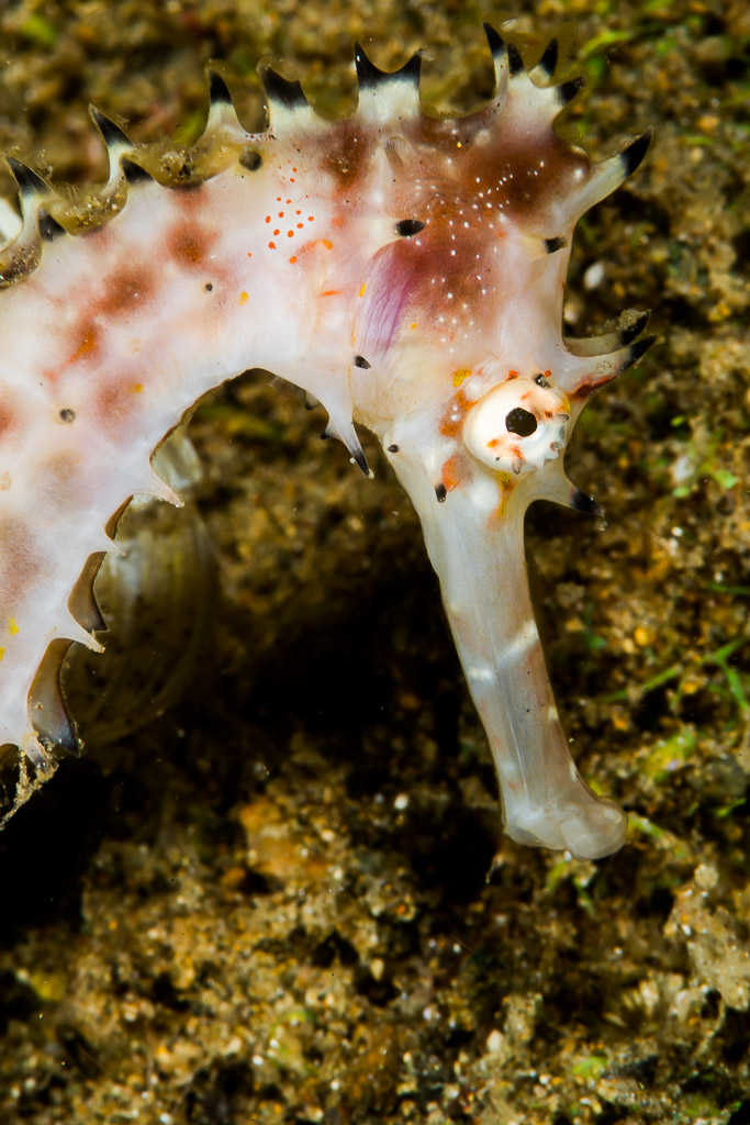 Gros plan vertical sur un hippocampe épineux rose pâle, Puerto Galera, Mindoro, Philippines