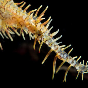Ornate ghost pipefish tail and spiny appendages on black, Puerto Galera, Mindoro, Philippines