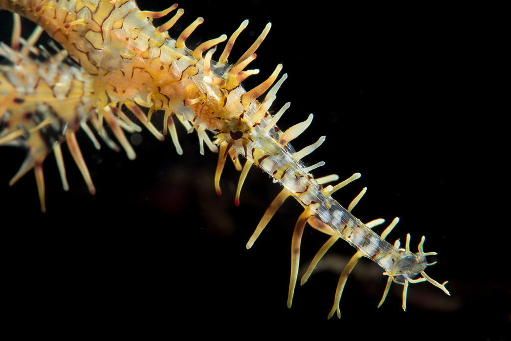 Ornate ghost pipefish tail and spiny appendages on black, Puerto Galera, Mindoro, Philippines