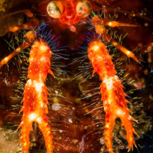 Red hairy squat lobster with long claws in a crevice, vertical, Puerto Galera, Mindoro, Philippines