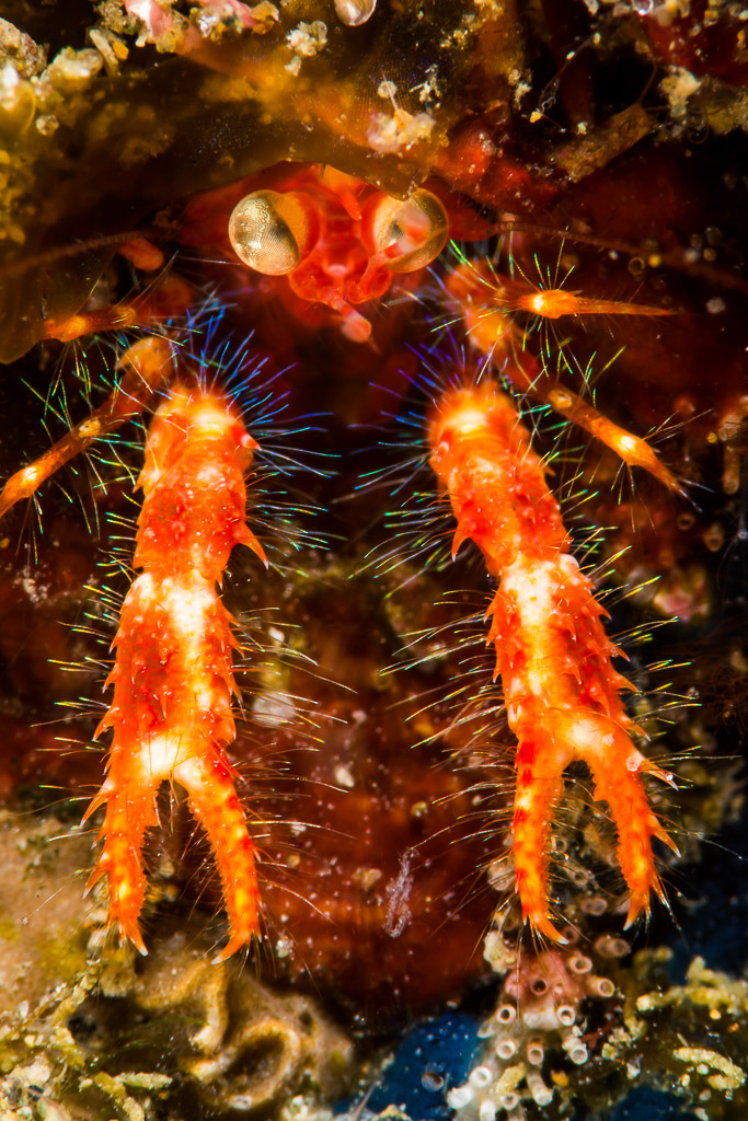 Red hairy squat lobster with long claws in a crevice, vertical, Puerto Galera, Mindoro, Philippines