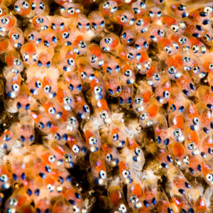 Anemonefish eggs with visible eyes, frame-filling close-up, Puerto Galera, Mindoro, Philippines