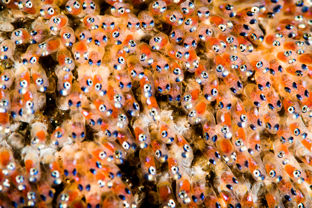 Anemonefish eggs with visible eyes, frame-filling close-up, Puerto Galera, Mindoro, Philippines