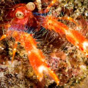 Red squat lobster with bulging eyes and long claws on reef, Puerto Galera, Mindoro, Philippines