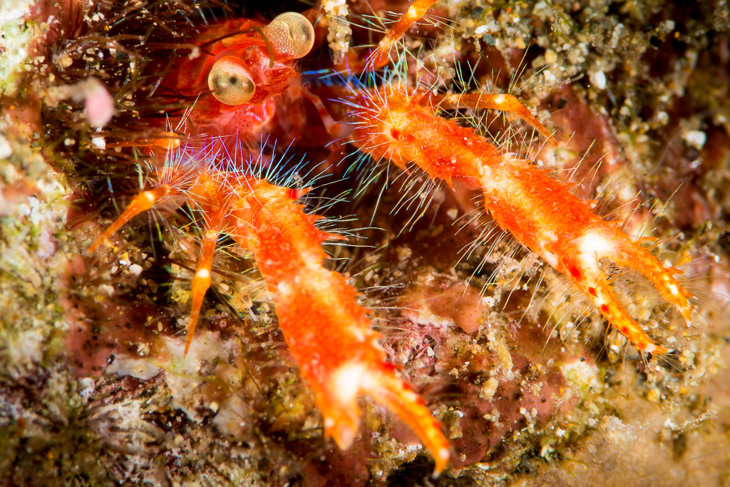 Galathée rouge aux yeux globuleux et longues pinces sur le récif, Puerto Galera, Mindoro, Philippines
