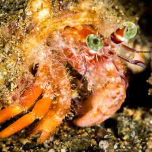 Anemone hermit crab with green eyes peeking from its shell, Puerto Galera, Mindoro, Philippines