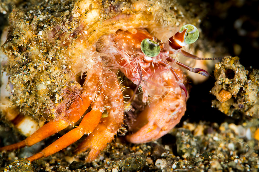 Anemone hermit crab with green eyes peeking from its shell, Puerto Galera, Mindoro, Philippines