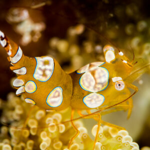 Squat shrimp on bubble coral, tail raised, white spots, Puerto Galera, Mindoro, Philippines