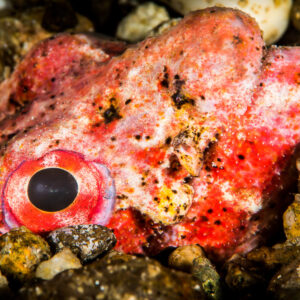 Tête rouge marbrée au grand œil cerclé parmi des galets, Puerto Galera, Mindoro, Philippines