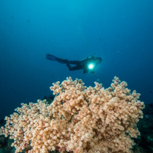Plongeur avec lampe au-dessus d’un grand corail mou pâle, vertical, Puerto Galera, Mindoro, Philippines