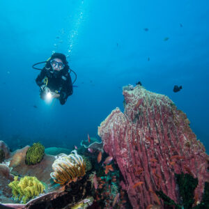 Woman diver with torch near barrel sponge and soft corals, Puerto Galera, Mindoro, Philippines
