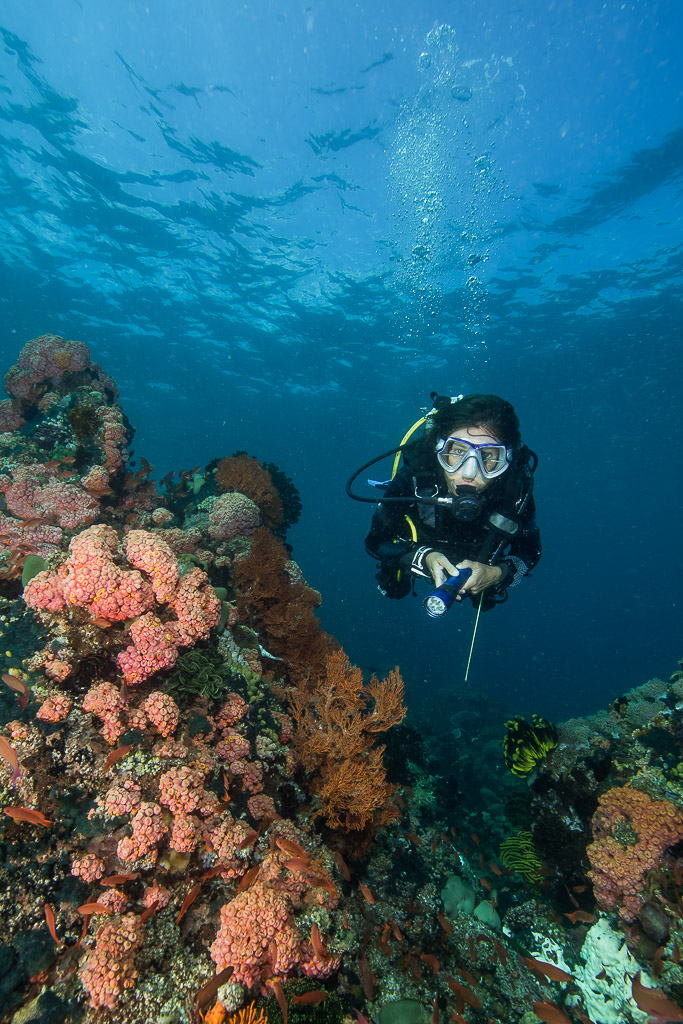 Woman diver facing camera beside a pink soft coral reef, Puerto Galera, Mindoro, Philippines