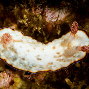 White nudibranch with brown margin and red-brown rhinophores, top view, Puerto Galera, Mindoro, Philippines