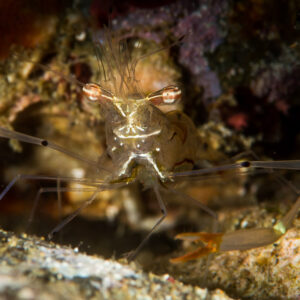 Crevette aux longues pinces face à l’objectif dans une crevasse du récif, Puerto Galera, Mindoro, Philippines