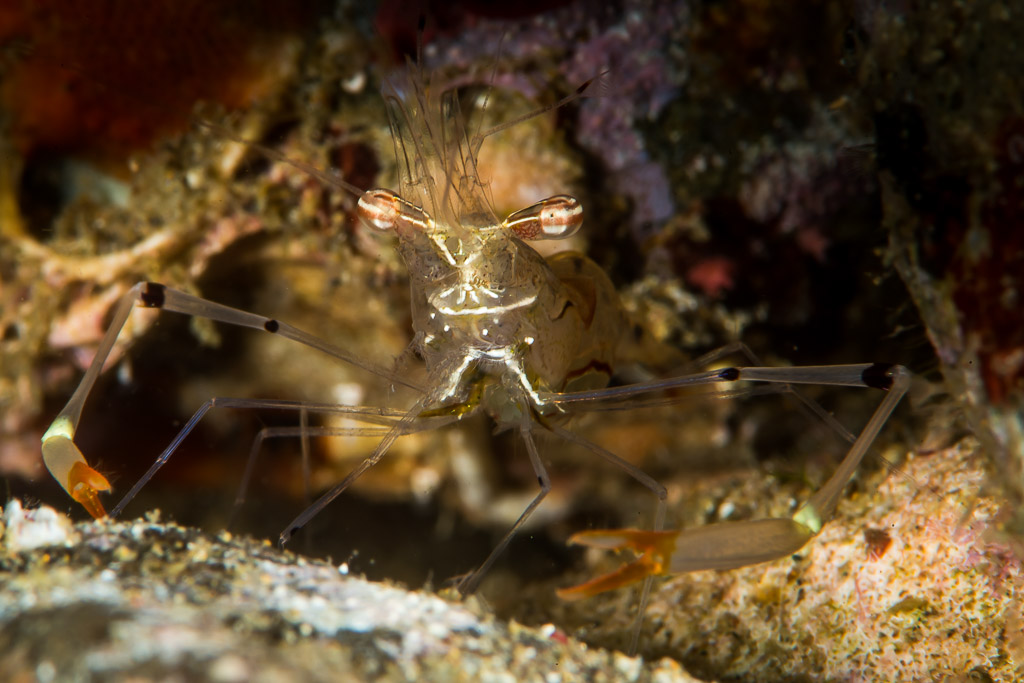 Long-armed shrimp facing camera from a reef crevice, Puerto Galera, Mindoro, Philippines