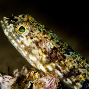 Portrait d’un poisson-lézard à l’œil vert appuyé sur des débris, Puerto Galera, Mindoro, Philippines