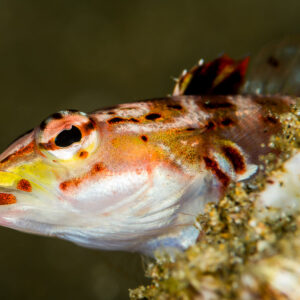 Sandperch with yellow lips and red spots resting on a rock, Puerto Galera, Mindoro, Philippines