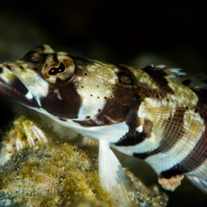Banded sandperch head in profile, dark and white bars, Puerto Galera, Mindoro, Philippines